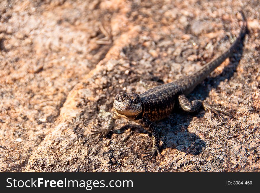 Lizard looking straight at camera. Lizard looking straight at camera.