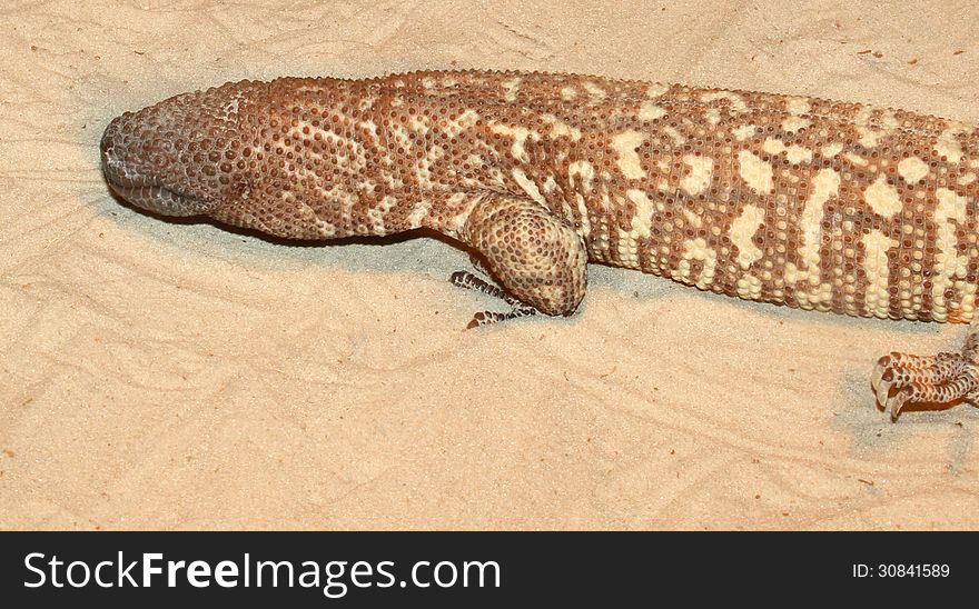 Textured Mexican Beaded Lizard Detail Laying On Sand