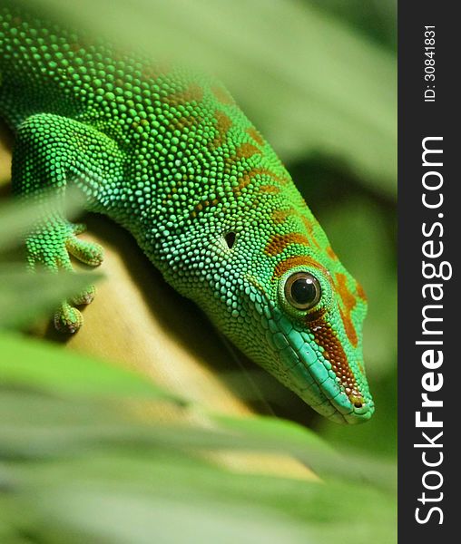 Close Up Detail Of Green Tropical Tree Lizard. Close Up Detail Of Green Tropical Tree Lizard