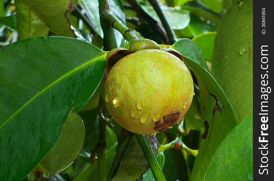 Fresh mangosteen on tree after rain