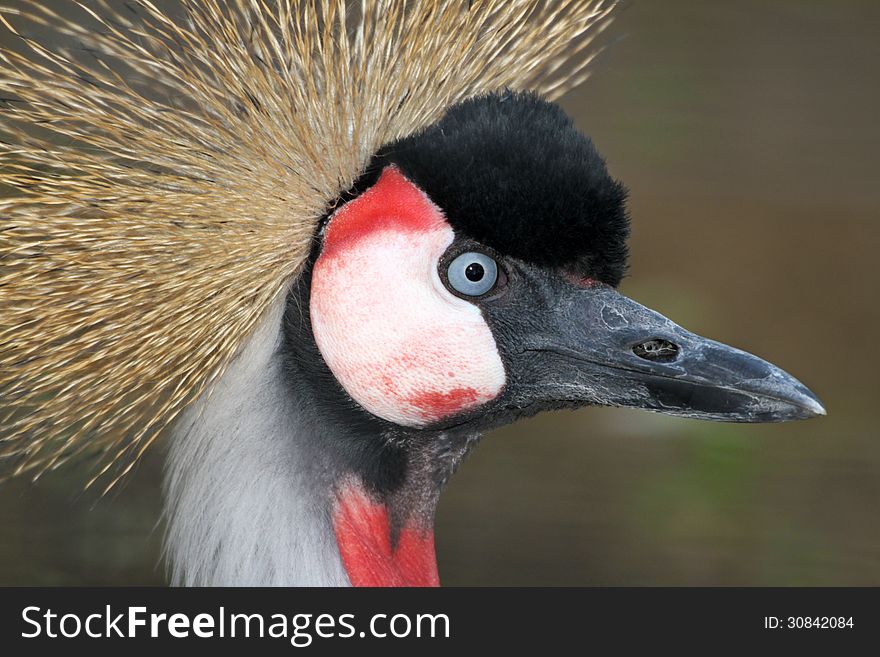 Close Up Detail Profile Portrait Of African Crowned Crane