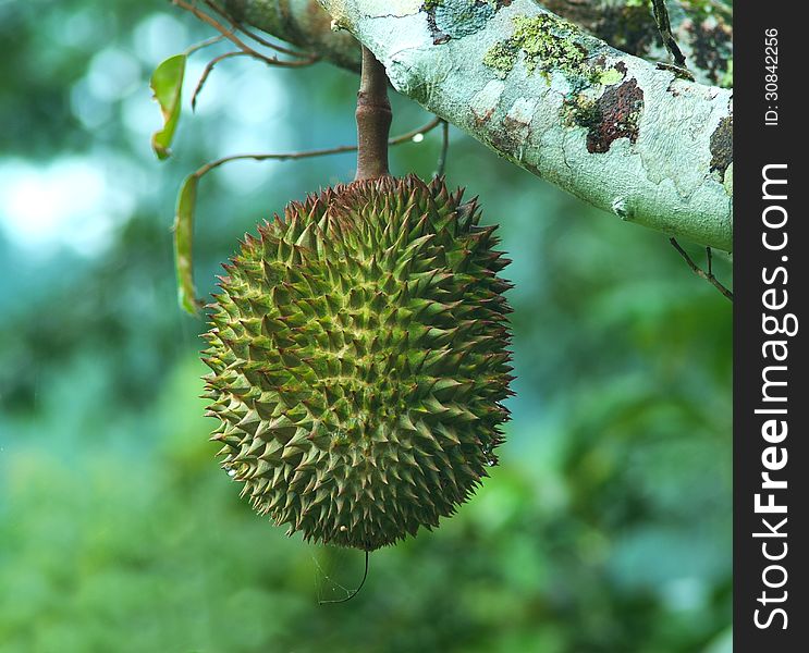 Fresh durian on tree,south of thailand