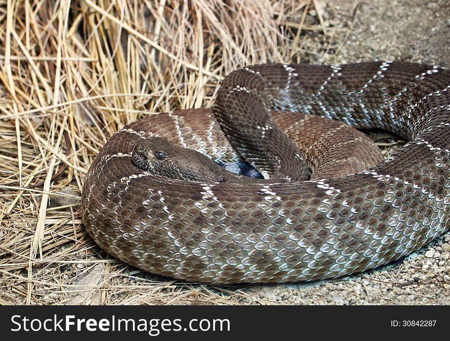 Diamond Rattlesnake Coiled Near Dry Grass. Diamond Rattlesnake Coiled Near Dry Grass