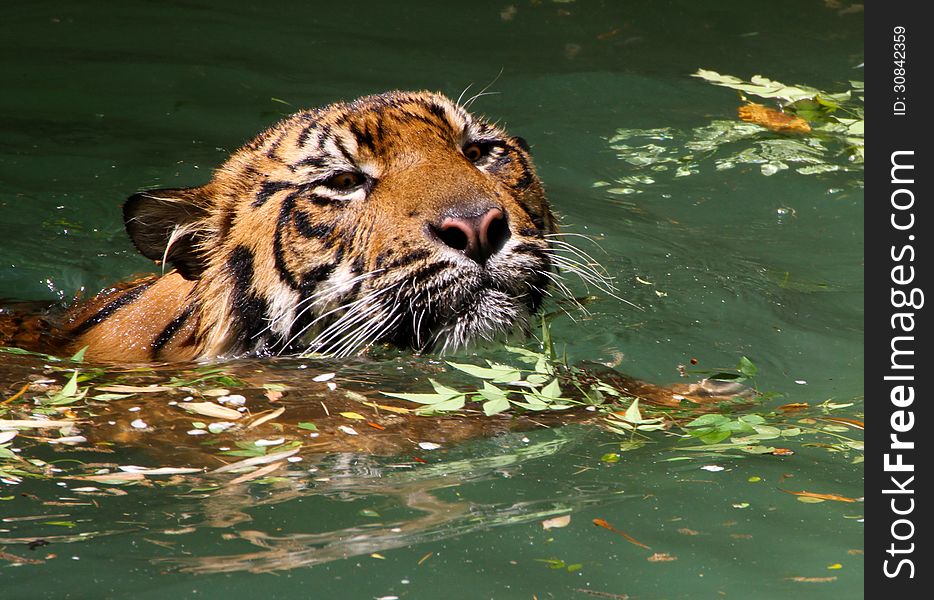 Young Sumatran Tiger Swimming In Green Water