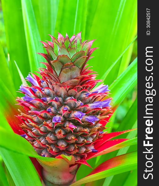 Fresh tropical pineapple on plantation