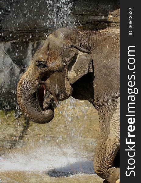 Female Asian Elephant Standing In Small cool Waterfall