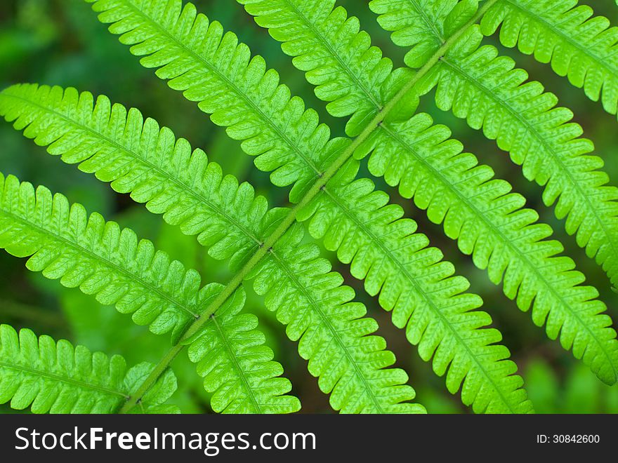 Green leave closeup for background