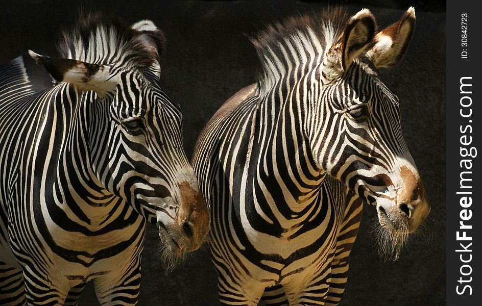 Two Zebras Standing In Shadows