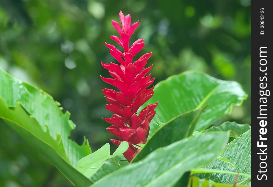 Red ginger flower &x28;Alpinia Purpurata&x29