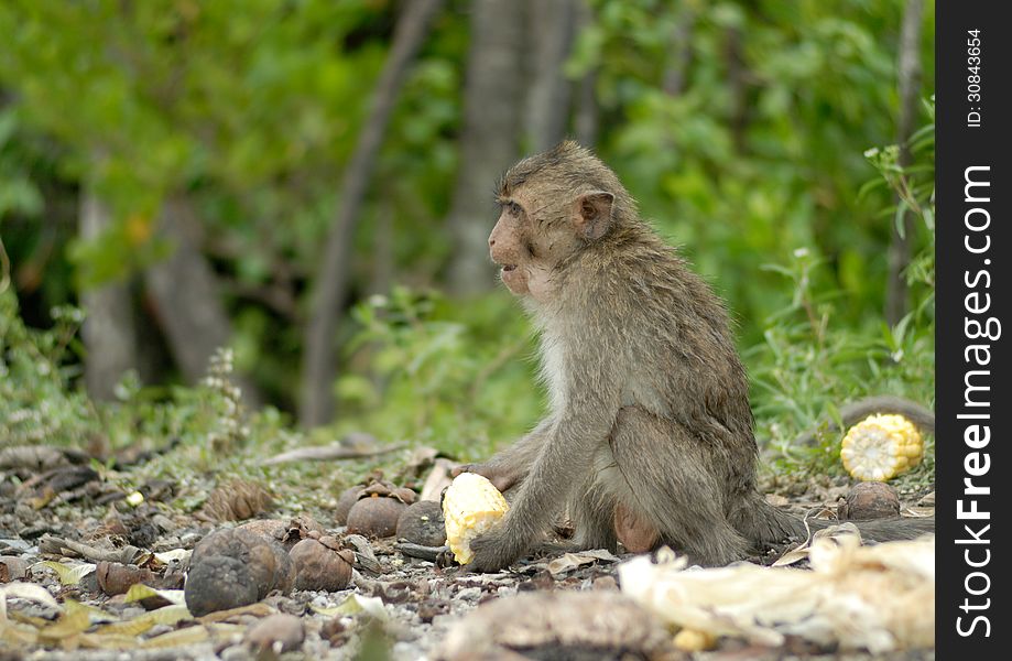 Crab-eating macaque at mangrove forest,thailand