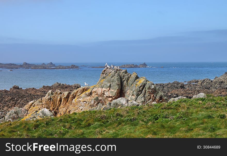 Seabirds perched on rocks off the Guernsey coast in the English Channel. Seabirds perched on rocks off the Guernsey coast in the English Channel