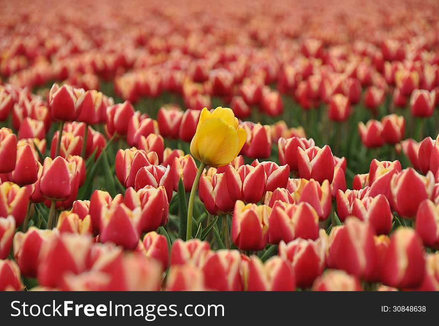 A yellow Tulip surrounded by red-white Tulips. A yellow Tulip surrounded by red-white Tulips