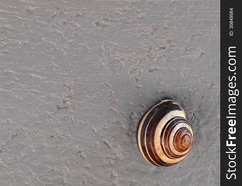 Close-up of a brown and white land snail on a rough gray cement wall. Suitable for background with room for copy and text. Close-up of a brown and white land snail on a rough gray cement wall. Suitable for background with room for copy and text.