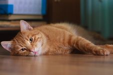 Horizontal Shot Of Cute Red Cat Lying On The Floor Royalty Free Stock Photography Horizontal Shot Of Cute Red Cat Lying On The Floor Royalty Free Stock Photography