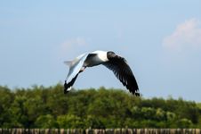Brown-headed Gull Stock Photos Brown-headed Gull Stock Photos