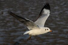 Brown-headed Gull Royalty Free Stock Photos Brown-headed Gull Royalty Free Stock Photos