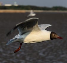 Brown-headed Gull Stock Photos Brown-headed Gull Stock Photos