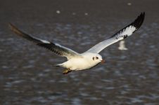 Brown-headed Gull Royalty Free Stock Images