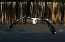 Brown-headed Gull Royalty Free Stock Photography Brown-headed Gull Royalty Free Stock Photography
