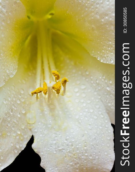 Single white amaryllis flower against a dark background, with rain drops