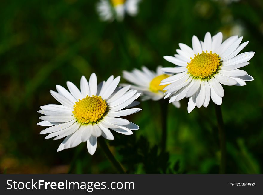 Daisy flowers in the nature against dark green bokeh background