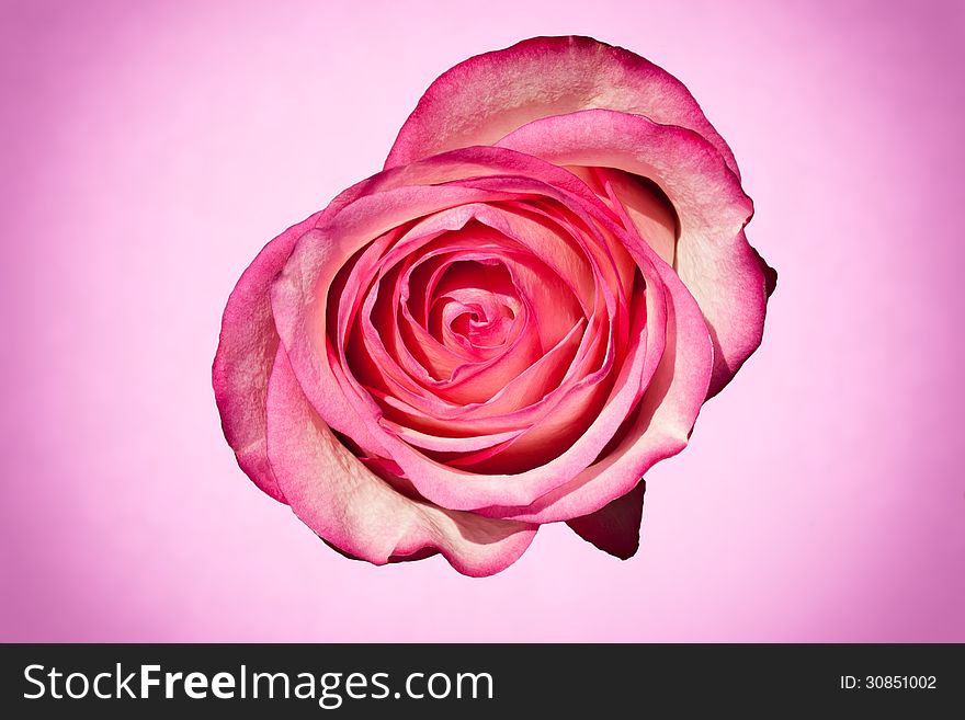 Single pink rose against a pink vignette background