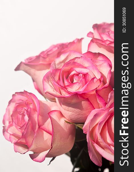 Bouquet of pink roses against a white background