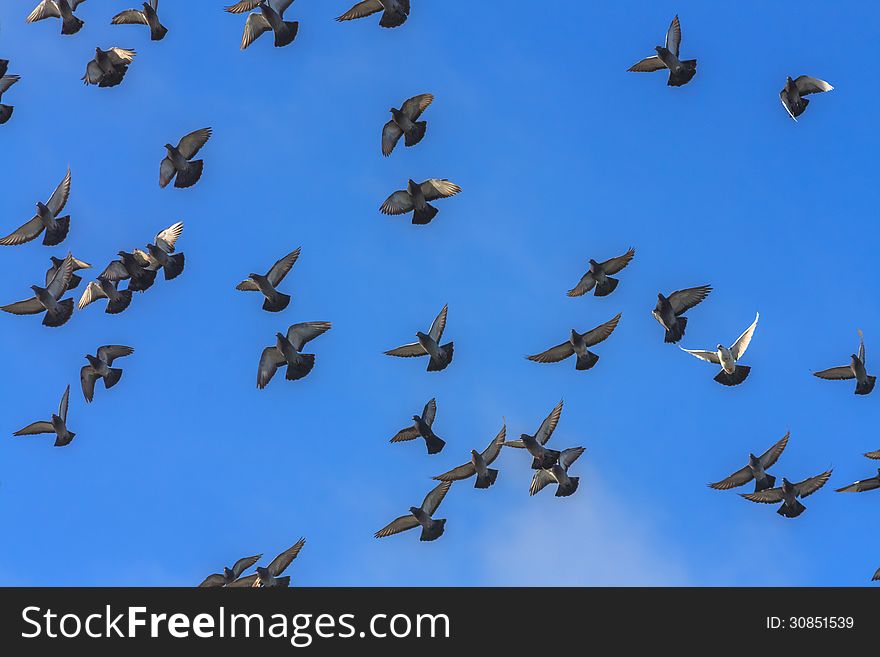 White doves and pigeons in flight, blue sky background