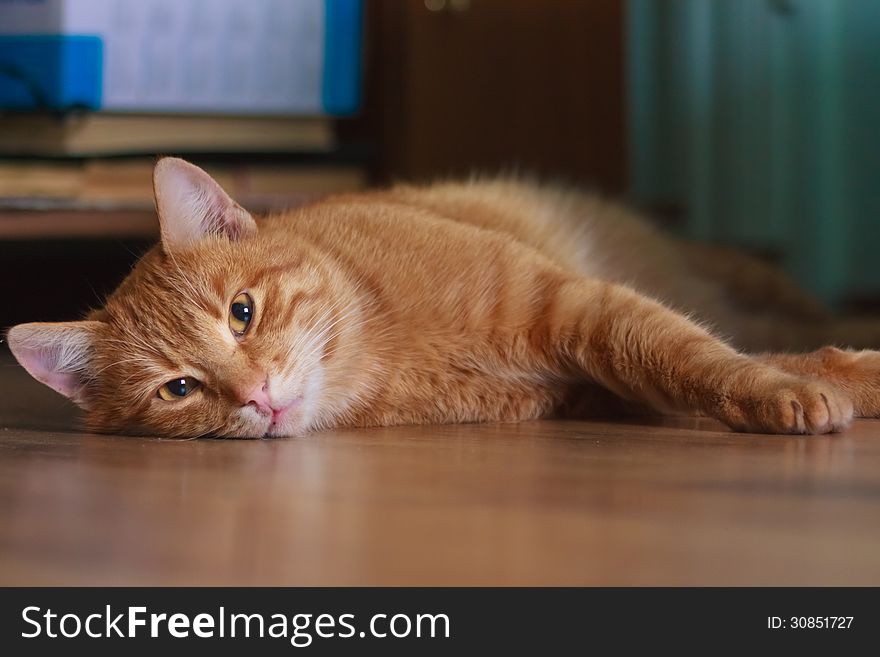 Horizontal Shot Of Cute Red Cat Lying On The Floor