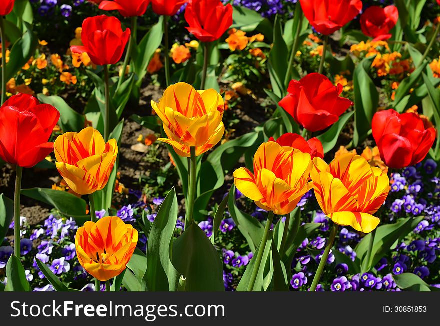 Park decoration, yellow and red tulips with blue pansy flowers