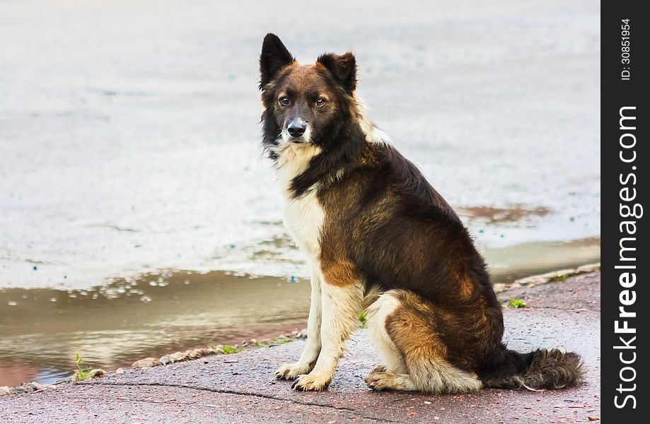 Portrait Of A Stray Dog In Street.