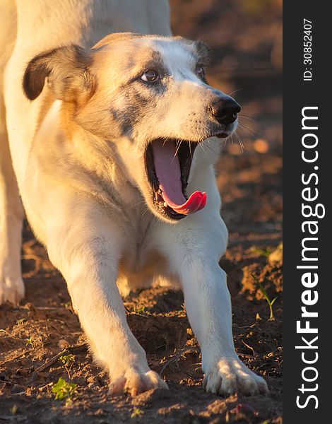 Yawning dog in outdoor. Close up portrait. Yawning dog in outdoor. Close up portrait