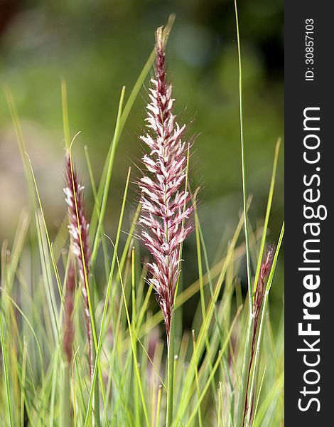 Pennisetum setaceum, a perennial bunch grass, native to open, scrubby habitats in East Africa, tropical Africa, Middle East and SW Asia. Iintroduced in many parts of the world as ornamental plant. It is drought-tolerant, grows fast, reaches 3 feet in height, and has many purple, plumose flower spikes.