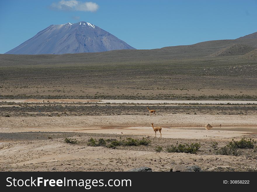 VicuÃ±a looks towards the Andes, just outside Arequipa in Peru, South America. VicuÃ±a looks towards the Andes, just outside Arequipa in Peru, South America.
