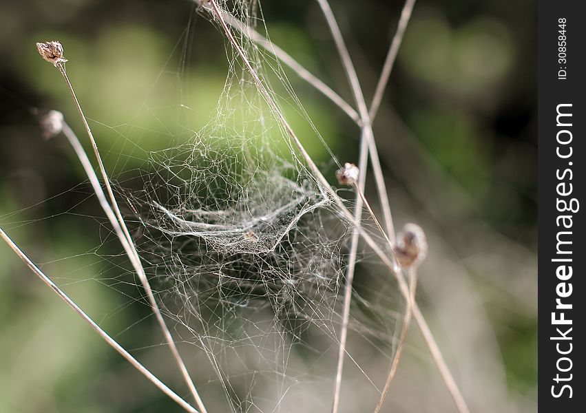 Spider web in nature on green background