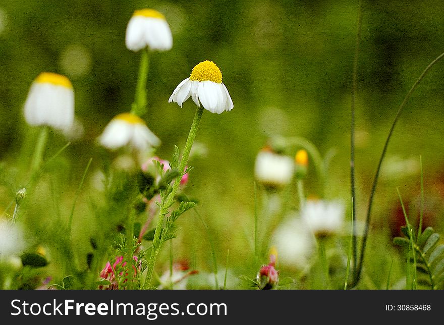 White daisy flowers on textured background