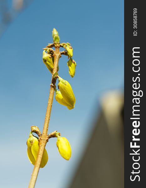 Young Fragile Petals of Sun Forsythia closeup on Blue Sky background