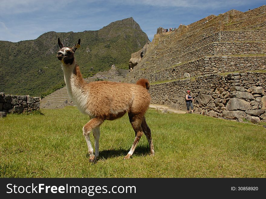 A vicuña walking around the grounds of Machu Picchu. A vicuña walking around the grounds of Machu Picchu.