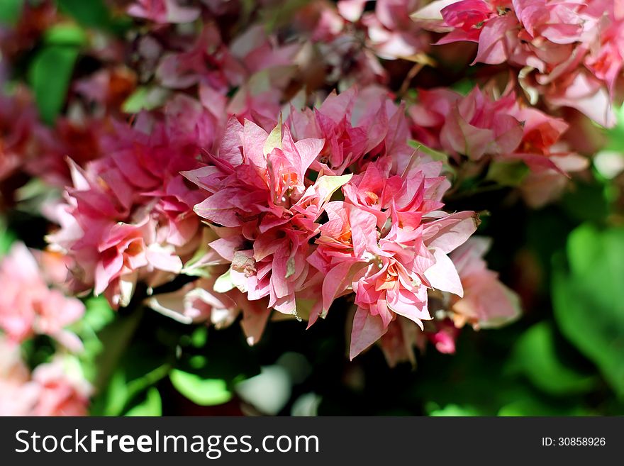 Bougainvillea Hybrida