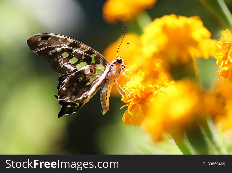 Beautiful butterfly in the natural