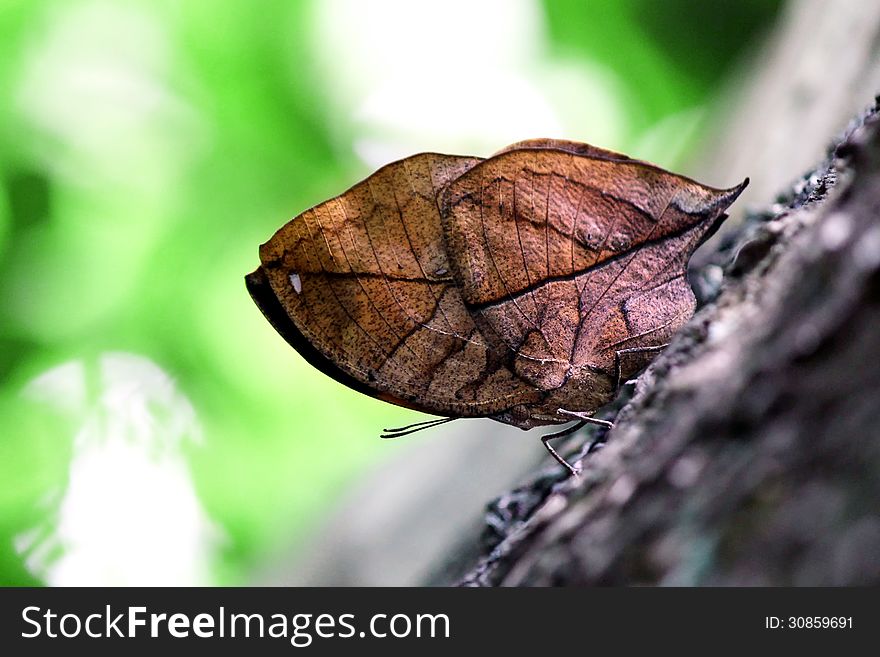 Beautiful butterfly in the natural