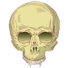 The Human Skull. Stock Photography The Human Skull. Stock Photography