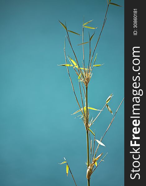 Shoots of young bamboo sprout readily against the backdrop of Peacock Lake in Jiuzhaigou, China. Shoots of young bamboo sprout readily against the backdrop of Peacock Lake in Jiuzhaigou, China