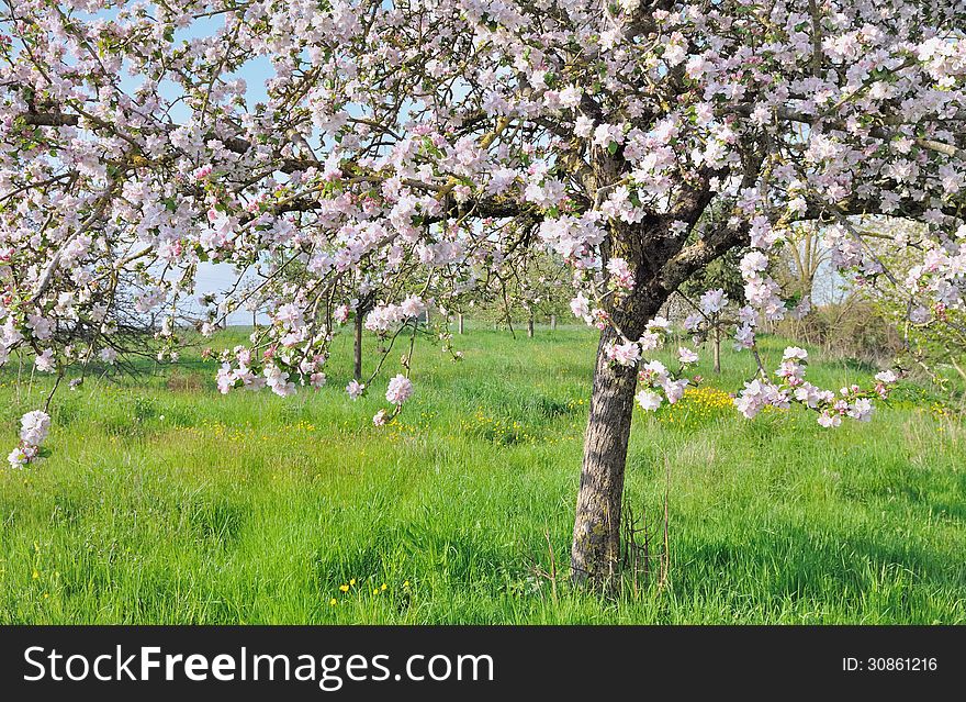 Nice apple tree while pink flowers