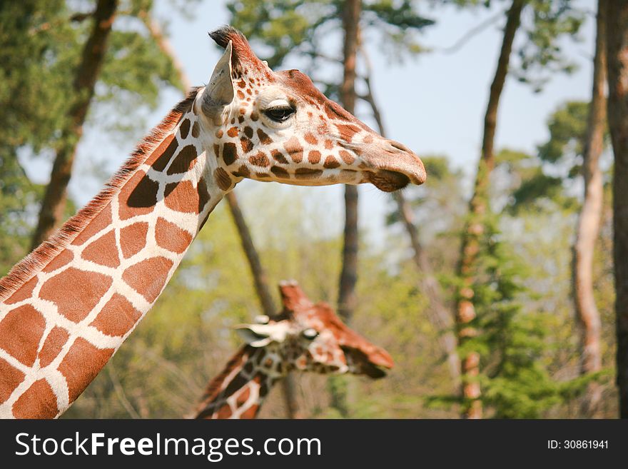 Giraffes