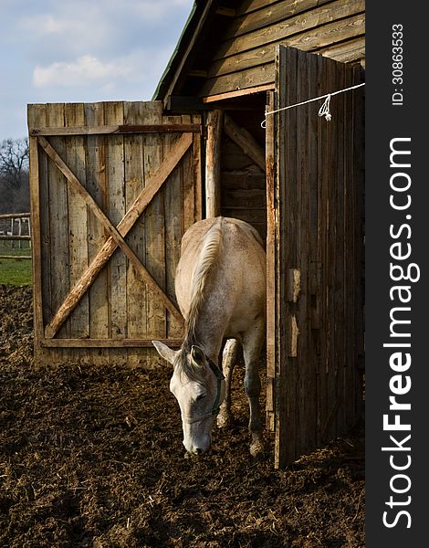 White horse near stable in Serbia