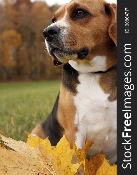 Sitting tricolor beagle in autumnal nature. Sitting tricolor beagle in autumnal nature.