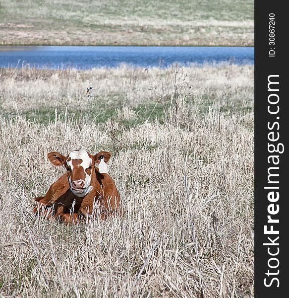 Grass fed, organic red angus cross calf, lays amongst the spring grasses. Pond can be seen the background. Grass fed, organic red angus cross calf, lays amongst the spring grasses. Pond can be seen the background.