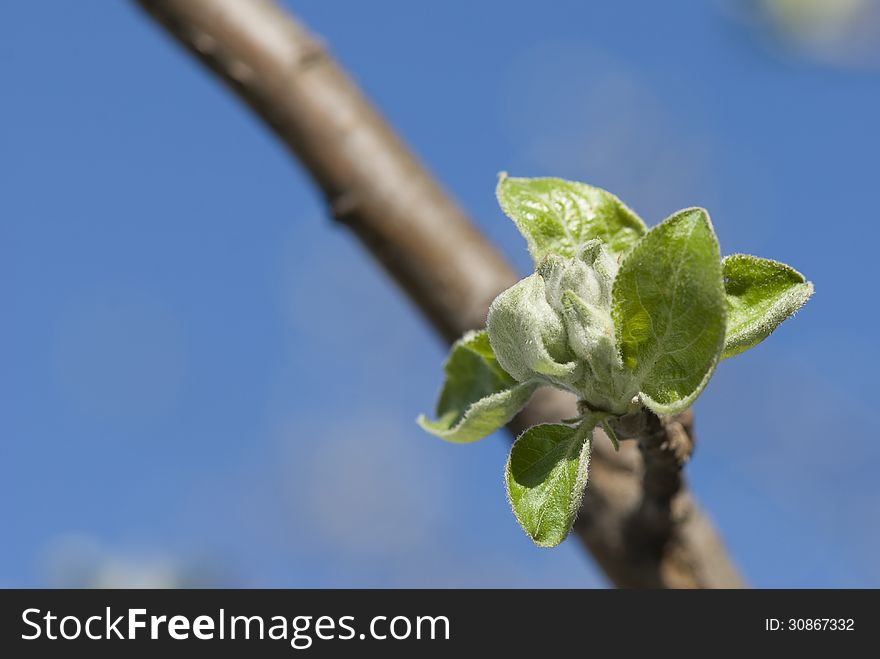 Spring leaves in front of blue sky