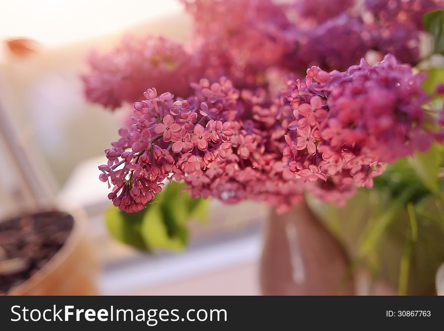 Close-up of the sun in a vase bouquet of purple lilacs. Close-up of the sun in a vase bouquet of purple lilacs